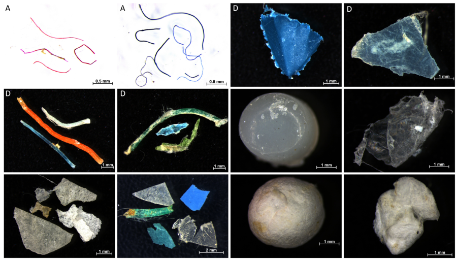260414_Mikroplastika_foto_Marko_Kozjekdocx
