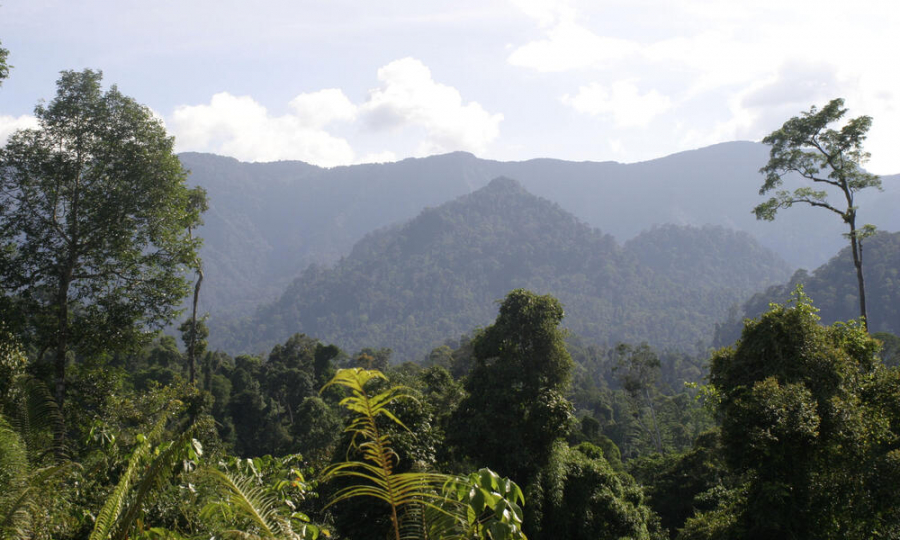 8ibbl9jn9c_borneo_and_sumatra_what_wwf_doingHI_113455